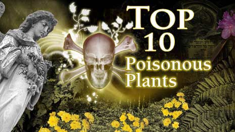 top 10 poisonous plants