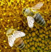 honeybees on sunflower