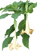 Brugmansia - poisonous plant